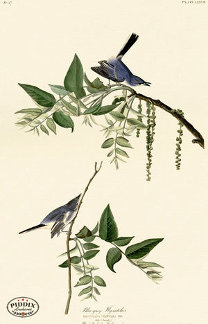 Pdxc20619 -- Audubon Blue-Grey Flycatcher Color Illustration