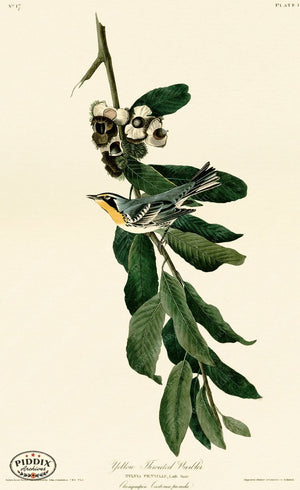 Pdxc20620 -- Audubon Yellow Throated Warbler Color Illustration