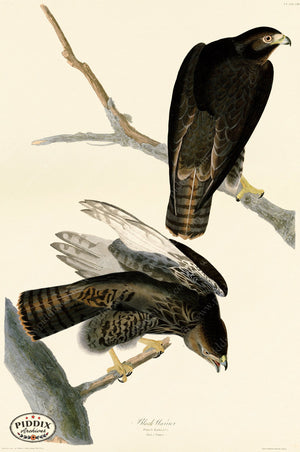 Pdxc20621 -- Audubon Black Warrior Color Illustration