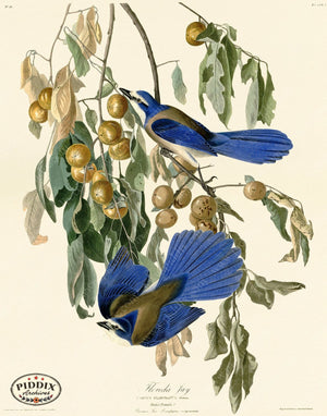 Pdxc20622 -- Audubon Florida Jay Color Illustration