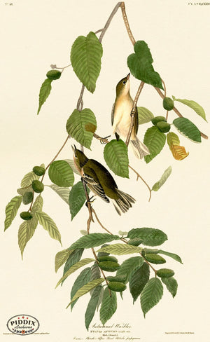 Pdxc20623 -- Audubon Autumnal Warbler Color Illustration