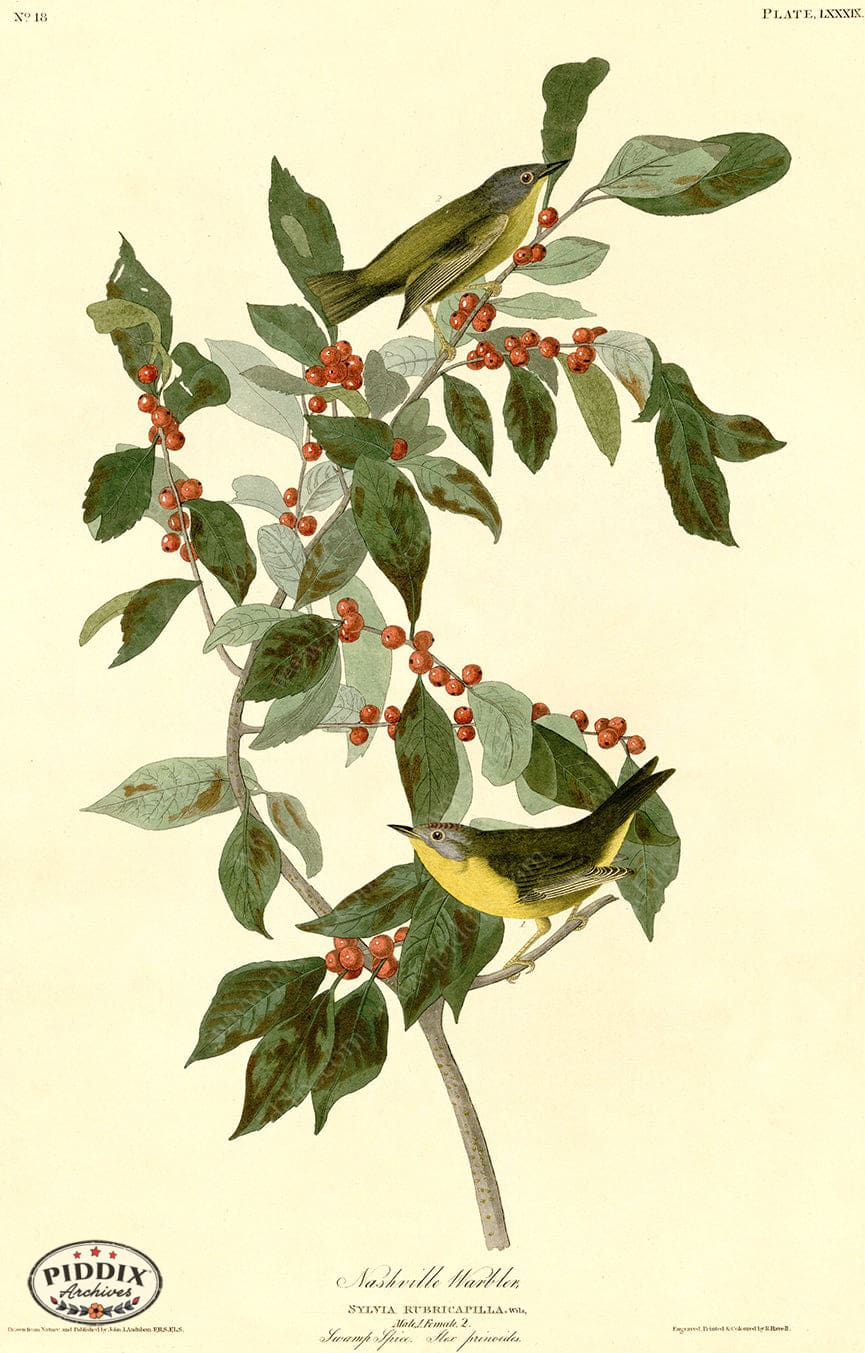 Pdxc20624 -- Audubon Nashville Warbler Color Illustration