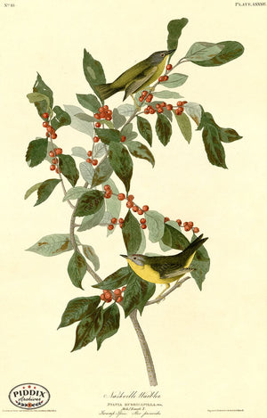 Pdxc20624 -- Audubon Nashville Warbler Color Illustration
