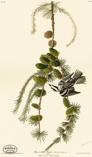 Pdxc20625 -- Audubon Black And White Creeper Color Illustration