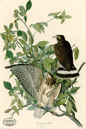 Pdxc20626 -- Audubon Broad-Winged Hawk Color Illustration