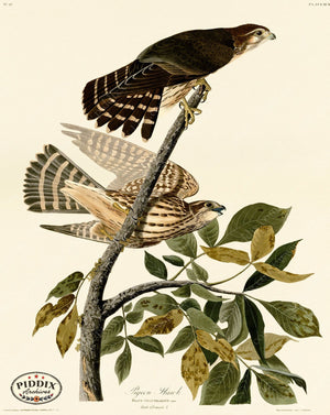 Pdxc20627 -- Audubon Pigeon Hawk Color Illustration