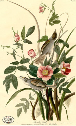 Pdxc20628 -- Audubon Sea-Side Finch Color Illustration