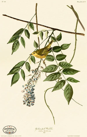 Pdxc20630 -- Audubon Yellow-Poll Warbler Color Illustration