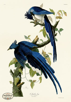 Pdxc20631 -- Audubon Columbia Jay Color Illustration