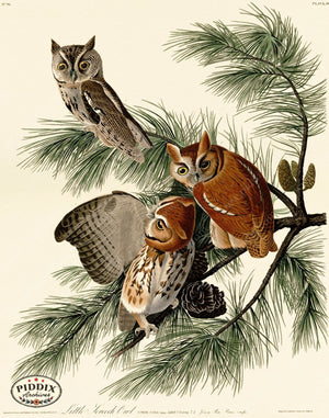 Pdxc20632 -- Audubon Little Screech Owl Color Illustration
