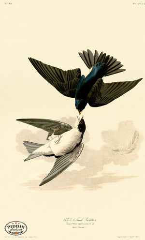 Pdxc20633 -- Audubon White-Bellied Swallow Color Illustration