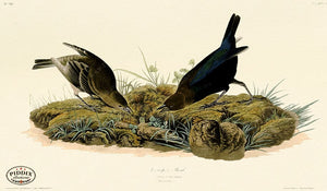 Pdxc20634 -- Audubon Cow-Pen Bird Color Illustration