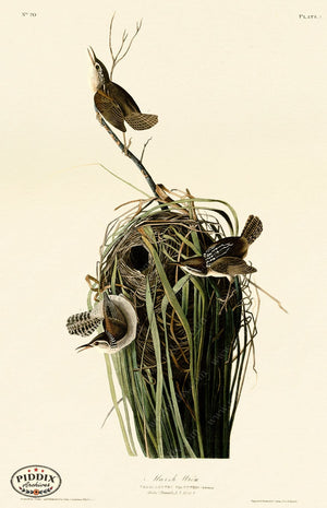 Pdxc20635 -- Audubon Marsh Wren Color Illustration