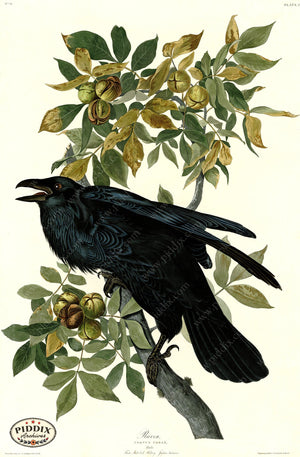 Pdxc20636 -- Audubon Raven Color Illustration