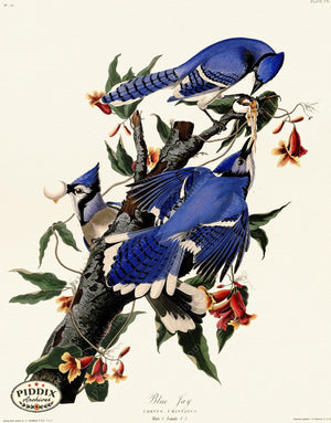 Pdxc20637 -- Audubon Blue Jay Color Illustration