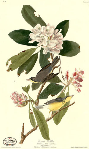 Pdxc20638 -- Audubon Canada Warbler Color Illustration