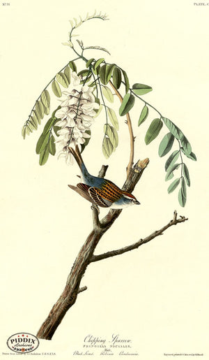 Pdxc20639 -- Audubon Canada Warbler Color Illustration