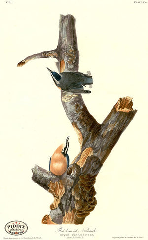 Pdxc20640 -- Audubon Red-Breasted Nuthatch Color Illustration