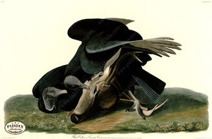 Pdxc20641 -- Audubon Raven Color Illustration