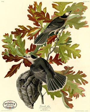 Pdxc20642 -- Audubon Canada Jay Color Illustration