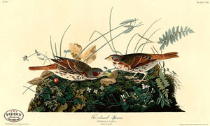 Pdxc20643 -- Audubon Fox-Coloured Sparrow Color Illustration