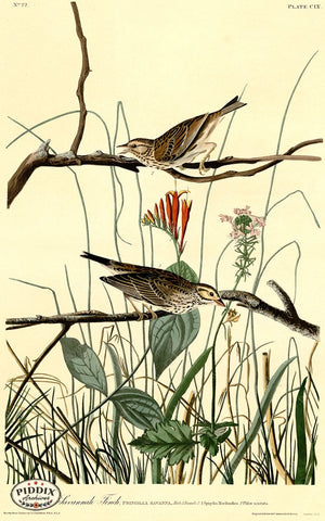 Pdxc20644 -- Audubon Savannah Finch Color Illustration