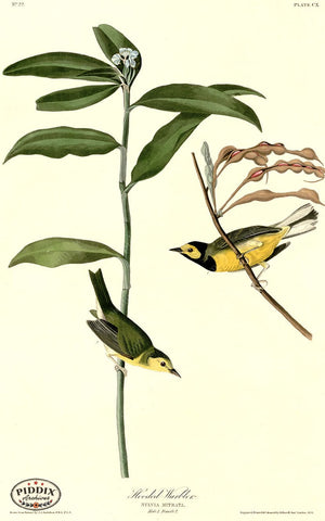 Pdxc20645 -- Audubon Hooded Warbler Color Illustration