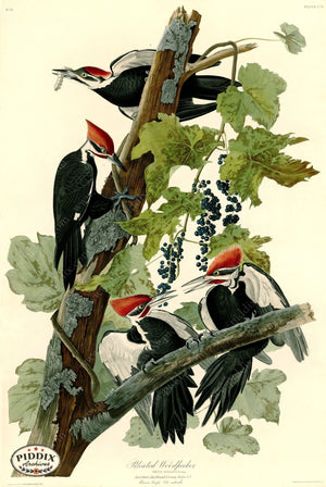 Pdxc20646 -- Audubon Pileated Woodpecker Color Illustration
