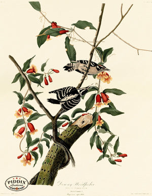 Pdxc20647 -- Audubon Downy Woodpecker Color Illustration