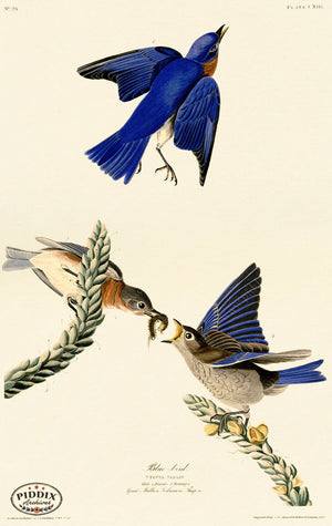 Pdxc20648 -- Audubon Blue-Bird Color Illustration