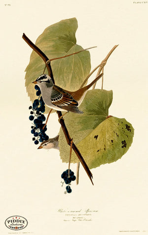 Pdxc20649 -- Audubon White-Crowned Sparrow Color Illustration