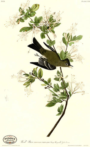 Pdxc20650 -- Audubon Wood Pewee Color Illustration
