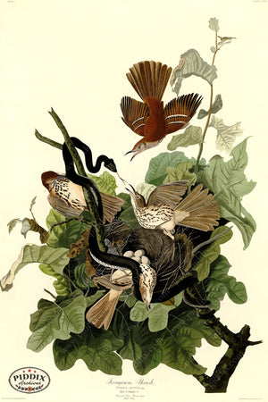 Pdxc20651 -- Audubon Ferruginous Thrush Color Illustration