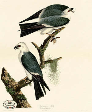 Pdxc20652 -- Audubon Mississippi Kite Color Illustration