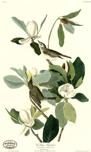 Pdxc20653 -- Audubon Warbling Flycatcher Color Illustration