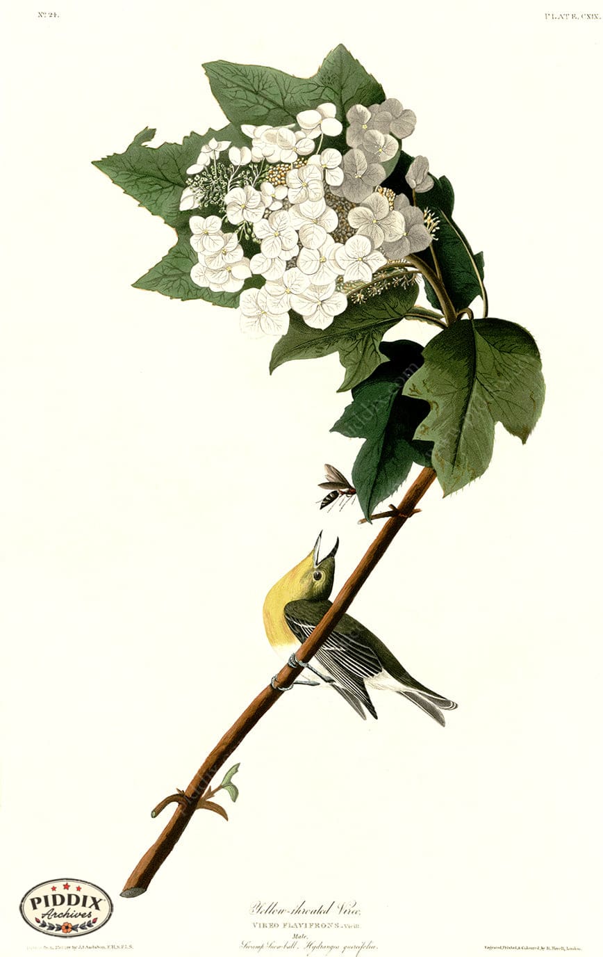 Pdxc20654 -- Audubon Yellow-Throated Vireo Color Illustration