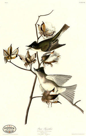 Pdxc20655 -- Audubon Pewit Flycatcher Color Illustration