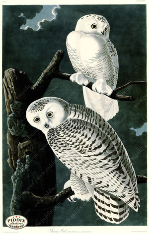 Pdxc20656 -- Audubon Snowy Owl Color Illustration