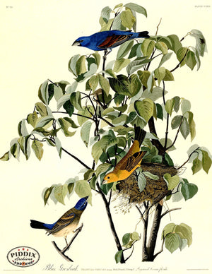 Pdxc20657 -- Audubon Blue Grosbeak Color Illustration