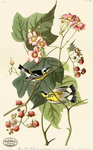 Pdxc20658 -- Audubon Black & Yellow Warblers Color Illustration
