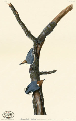 Pdxc20660 -- Audubon Brown-Headed Nuthatch Color Illustration
