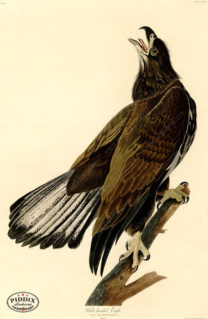 Pdxc20661 -- Audubon White-Headed Eagle Color Illustration