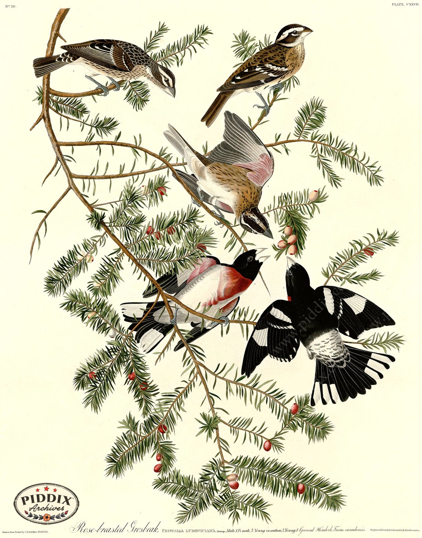 Pdxc20662 -- Audubon Rose-Breasted Grosbeak Color Illustration