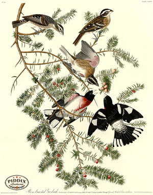 Pdxc20662 -- Audubon Rose-Breasted Grosbeak Color Illustration