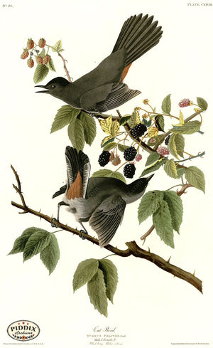 Pdxc20663 -- Audubon Cat Bird Color Illustration
