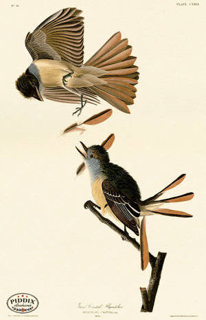 Pdxc20664 -- Audubon Great Crested Flycatcher Color Illustration