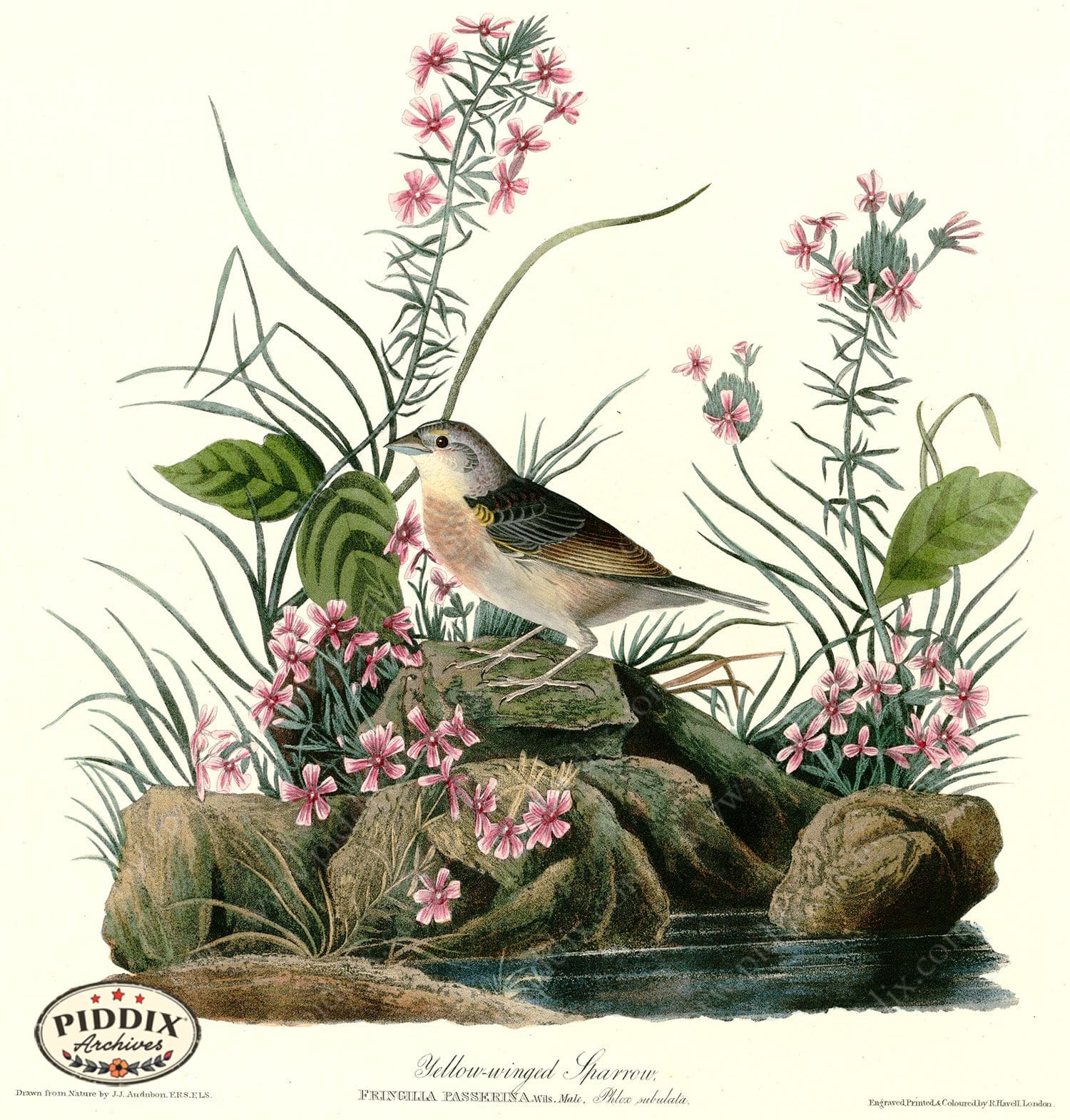 Pdxc20665 -- Audubon Yellow-Winged Sparrow Color Illustration