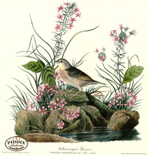 Pdxc20665 -- Audubon Yellow-Winged Sparrow Color Illustration