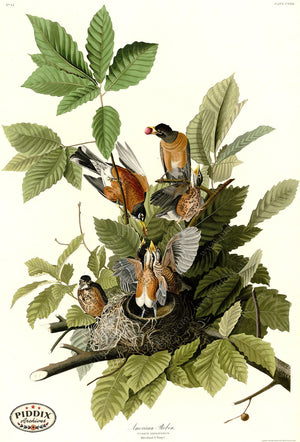 Pdxc20666 -- Audubon American Robin Color Illustration
