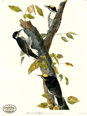 Pdxc20667 -- Audubon Three-Toed Woodpecker Color Illustration